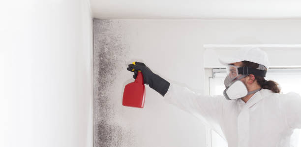 Best Basement Mold Remediation in Parklawn, CA