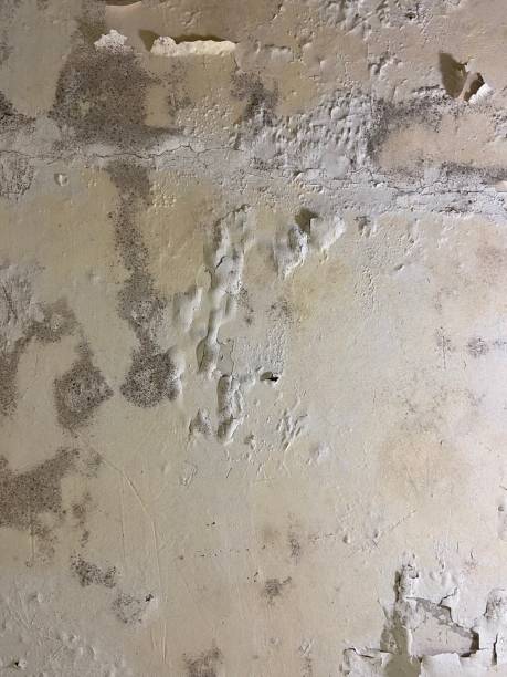 Best Residential Mold Remediation in Parklawn, CA