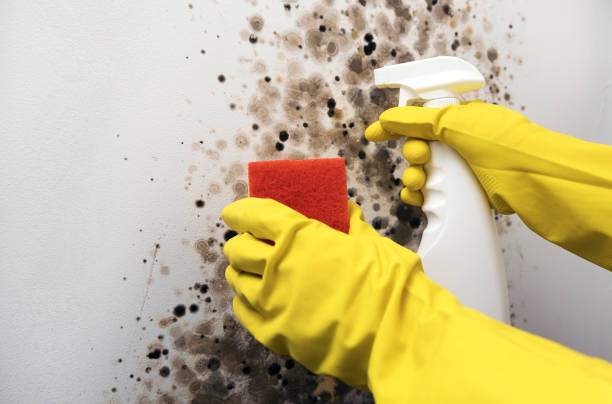 Best Residential Mold Remediation in Parklawn, CA