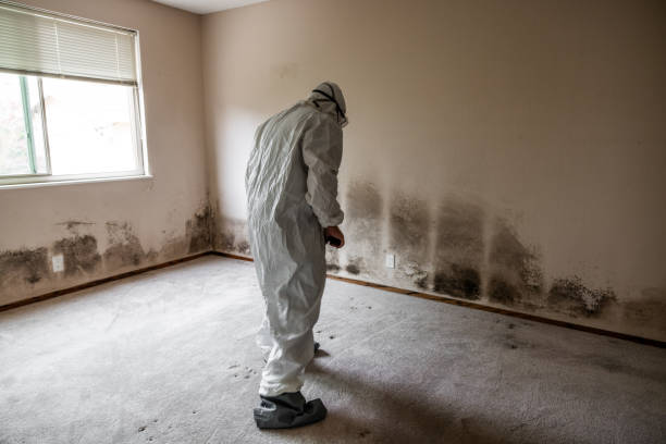 Best Attic Mold Remediation in Parklawn, CA