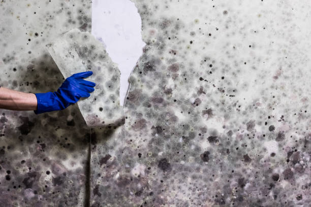 Best White Mold Remediation in Parklawn, CA