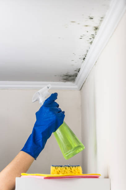Best HVAC Mold Remediation in Parklawn, CA