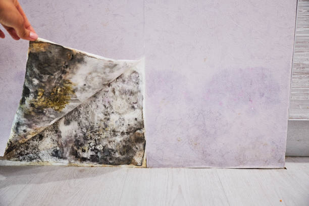 Best Bathroom Mold Remediation in Parklawn, CA